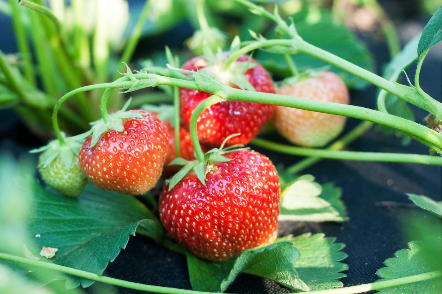 Erdbeeren ‘Elsanta’
